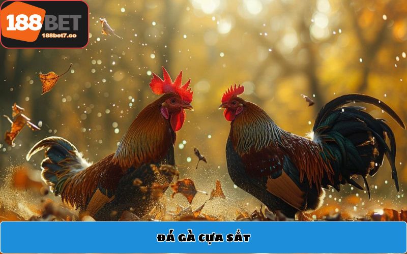 Đá gà cựa sắt: Sự đẳng cấp trong những sàn đấu lớn