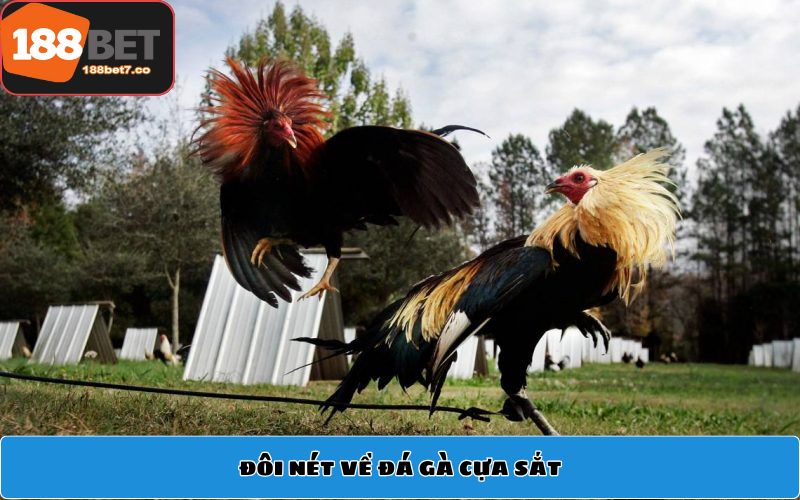 Đôi nét về đá gà cựa sắt
