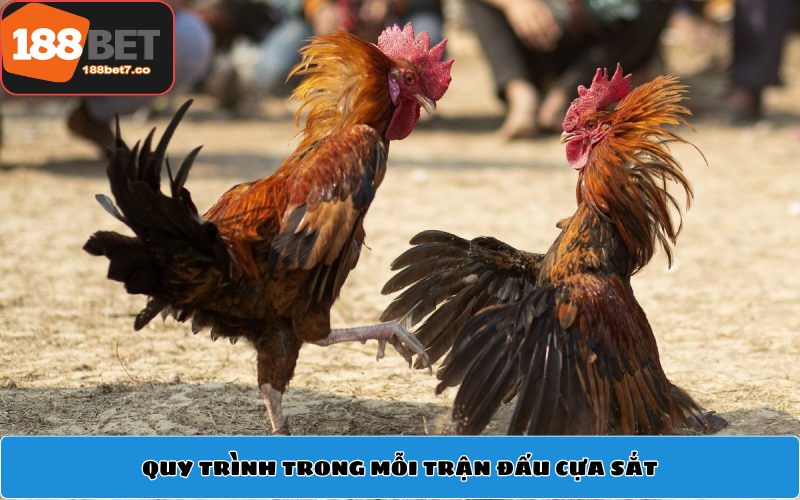 Quy trình trong mỗi trận đấu cựa sắt