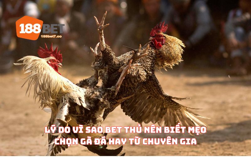 Lý do vì sao bet thủ nên biết mẹo chọn gà đá hay từ chuyên gia