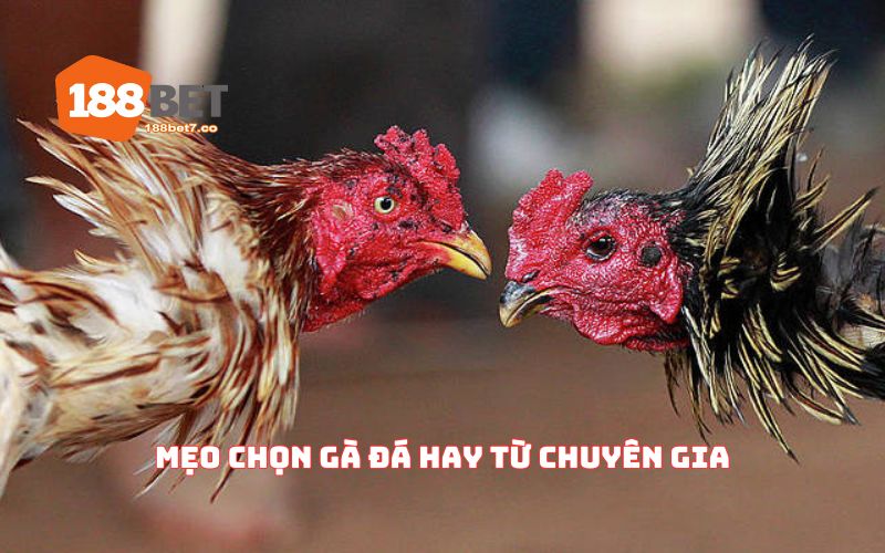 Mẹo Chọn Gà Đá Hay Từ Chuyên Gia Với Hiệu Quả Cực Sốc